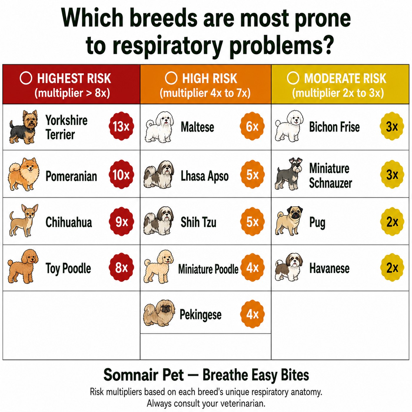 Small breeds most prone to respiratory problems, with a relative risk multiplier for each: Yorkshire Terrier 13x, Pomeranian 10x, Chihuahua 9x, Toy Poodle 8x, Maltese 6x, Lhasa Apso 5x, Shih Tzu 5x, Miniature Poodle 4x, Pekingese 4x, Bichon Frise 3x, Miniature Schnauzer 3x, Pug 2x, Havanese 2x. Always consult your veterinarian.