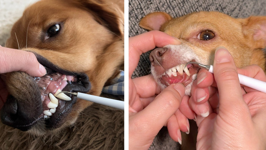 Effective tartar removal for every breed and size